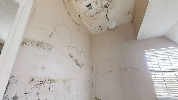 Reliable Smiths Station, AL Mold Removal Solutions
