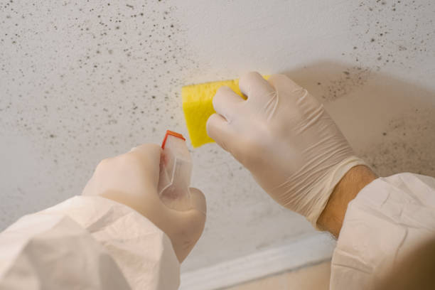 Best Biohazard Mold Removal  in Smiths Station, AL