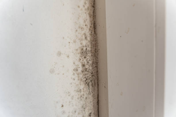Best Mold-Related Health Consultation  in Smiths Station, AL