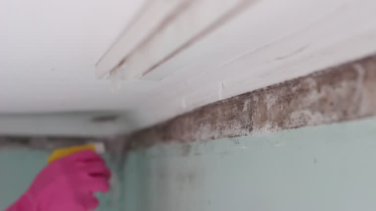 Best Crawl Space Mold Remediation  in Smiths Station, AL